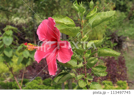 pink hibiscus flower on tree in farm pink hibiscus flower on tree in farm 113497745