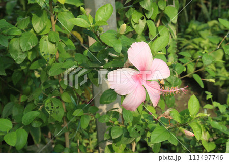 pink hibiscus flower on tree in farm pink hibiscus flower on tree in farm 113497746