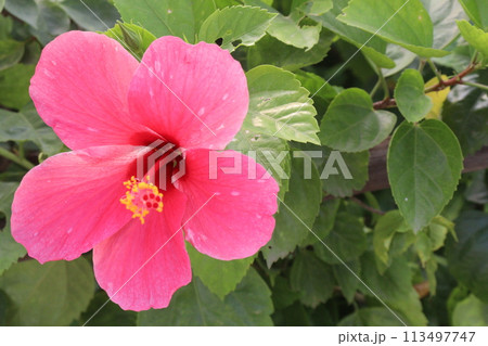 pink hibiscus flower on tree in farm pink hibiscus flower on tree in farm 113497747