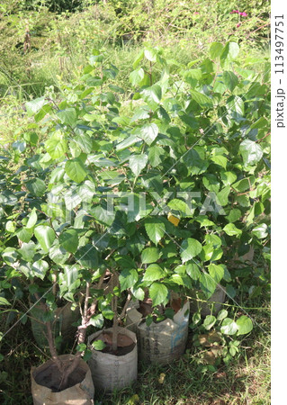 pink hibiscus flower on tree in farm pink hibiscus flower on tree in farm 113497751