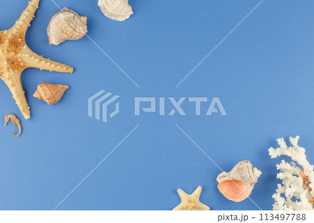 Shellfish, starfish and corals. Sea resort. Shellfish, starfish and corals. Sea resort. 113497788