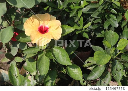 yellow hibiscus flower on tree in farm yellow hibiscus flower on tree in farm 113497858