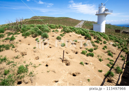 天売島のウトウの巣穴と赤岩崎灯台 113497966