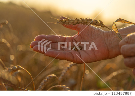 Close up of senior farmers hands holding and examining grains of wheat of wheat against a background of ears in the sunset light. 113497997