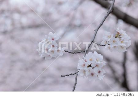 春の陽光を浴びて色とりどりに輝く桜の花たち 春の陽光を浴びて色とりどりに輝く桜の花たち 113498065