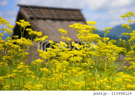 吉野ヶ里遺跡の女郎花（オミナエシ） 113498124