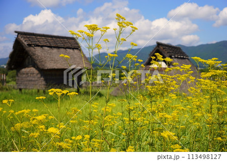 吉野ヶ里遺跡の女郎花（オミナエシ） 113498127