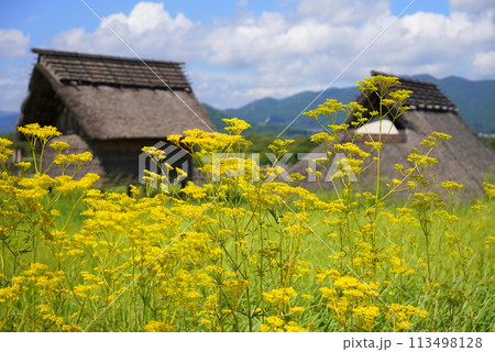 吉野ヶ里遺跡の女郎花（オミナエシ） 113498128