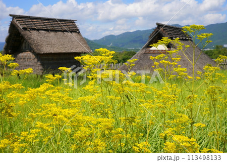 吉野ヶ里遺跡の女郎花(オミナエシ) 吉野ヶ里遺跡の女郎花(オミナエシ) 113498133