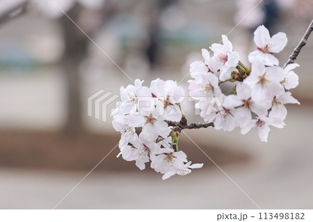 春の陽光を浴びて色とりどりに輝く桜の花たち 113498182