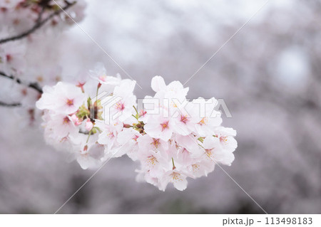 春の陽光を浴びて色とりどりに輝く桜の花たち 春の陽光を浴びて色とりどりに輝く桜の花たち 113498183