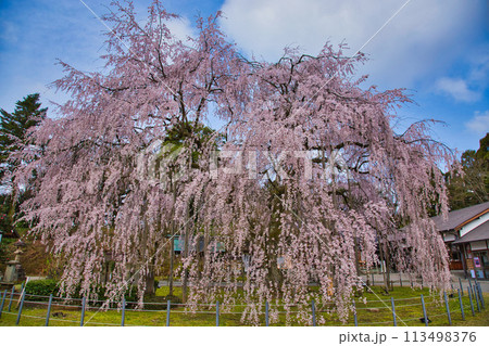 初夏の足羽神社 113498376