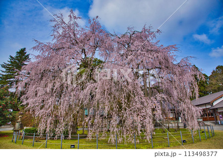 初夏の足羽神社 初夏の足羽神社 113498377