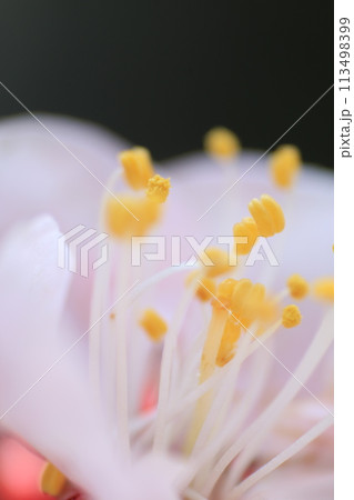 クローズアップした杏の花 クローズアップした杏の花 113498399