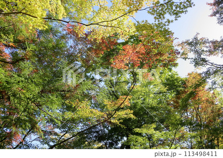 鮮やか色づくイロハモミジの葉 鮮やか色づくイロハモミジの葉 113498411