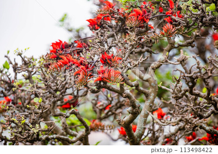 デイゴの花 113498422