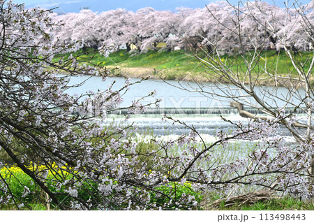 韮神堤と桜 113498443