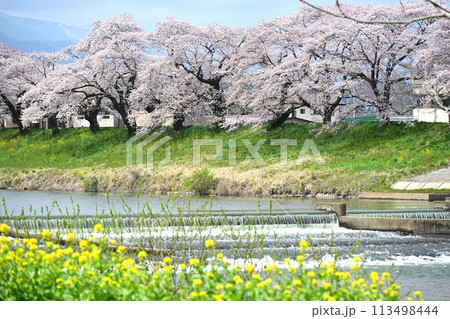 韮神堤と桜 韮神堤と桜 113498444