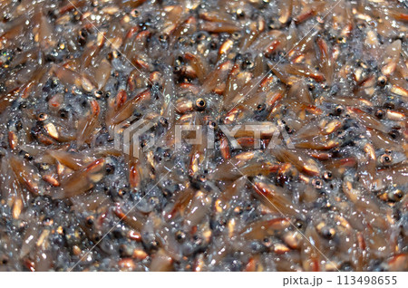 ホタルイカのクローズアップ 113498655