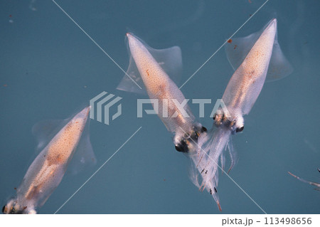 ホタルイカのクローズアップ 113498656