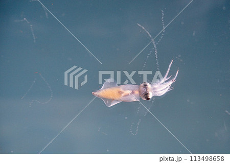 ホタルイカのクローズアップ 113498658