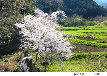 毛呂山町の里山を彩る満開の桜が咲く棚田を耕す農民の風景 113498766