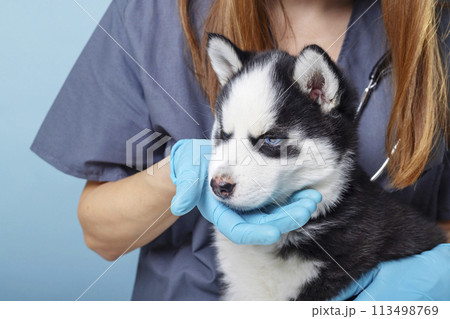 Siberian husky puppy being examined by a vet in a clinic 113498769