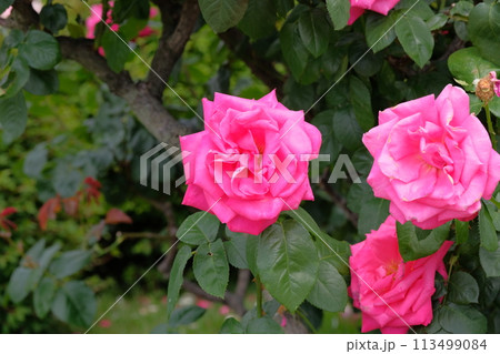 バラ　マリアカラス 113499084