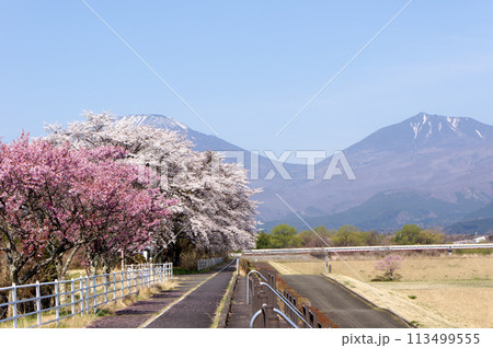 大谷川グリーンパーク満開の桜 113499555