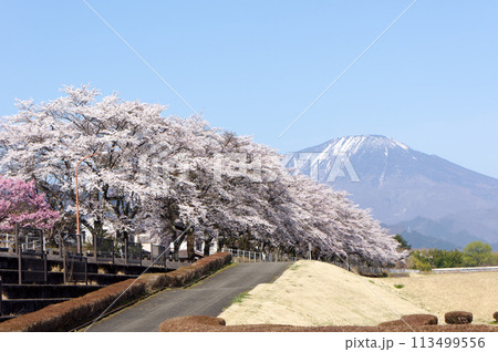 大谷川グリーンパーク満開の桜 113499556