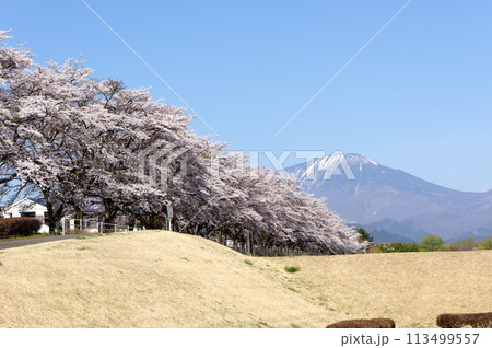 大谷川グリーンパーク満開の桜 113499557
