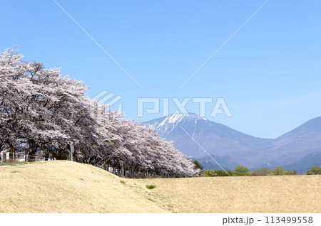 大谷川グリーンパーク満開の桜 113499558