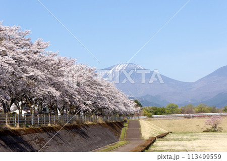 大谷川グリーンパーク満開の桜 113499559