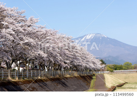 大谷川グリーンパーク満開の桜 大谷川グリーンパーク満開の桜 113499560