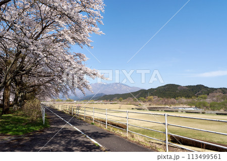 大谷川グリーンパーク満開の桜 大谷川グリーンパーク満開の桜 113499561