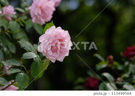 バラ　レディエックス　 113499564