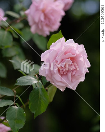 バラ　レディエックス　 113499565