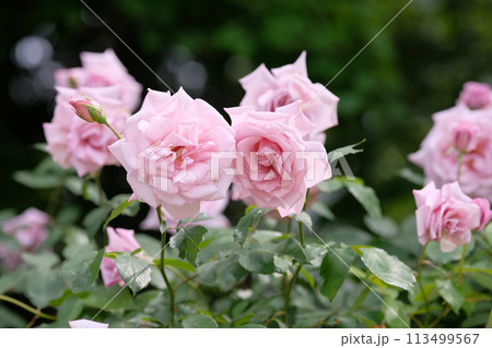 バラ　レディエックス　 113499567