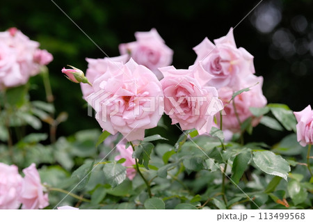 バラ　レディエックス　 113499568