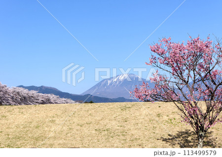 大谷川グリーンパーク満開の桜 113499579