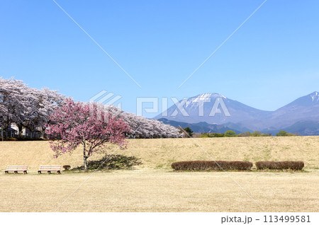 大谷川グリーンパーク満開の桜 大谷川グリーンパーク満開の桜 113499581