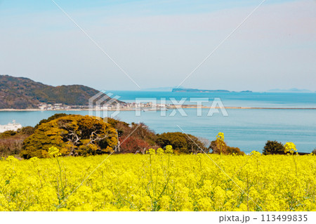 能古島の春 113499835