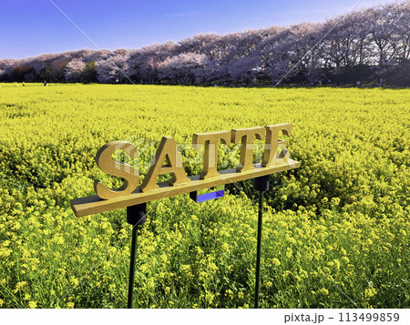 菜の花と桜の風景 SATTE 菜の花と桜の風景 SATTE 113499859