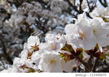 満開の桜 113499870