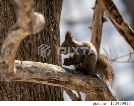 エゾリス 113499916