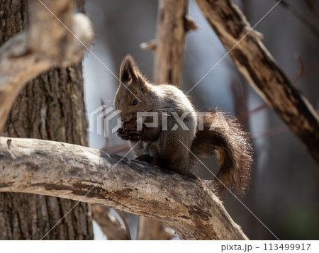 エゾリス 113499917