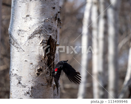 クマゲラ 113499946