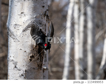 クマゲラ 113499953