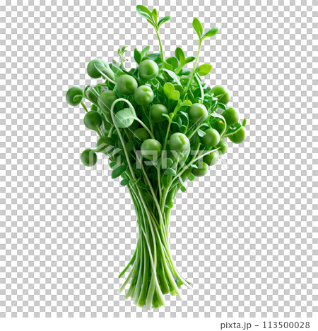 close-up image of microgreens isolated, with a creative focus on the tiny, delicate leaves 113500028