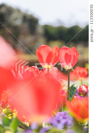 チューリップとパンジーの春の花壇 113500030